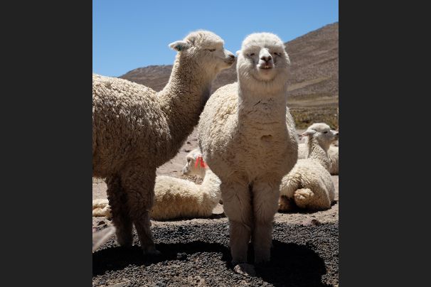 Alpaca