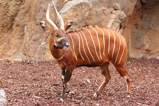 Antilope