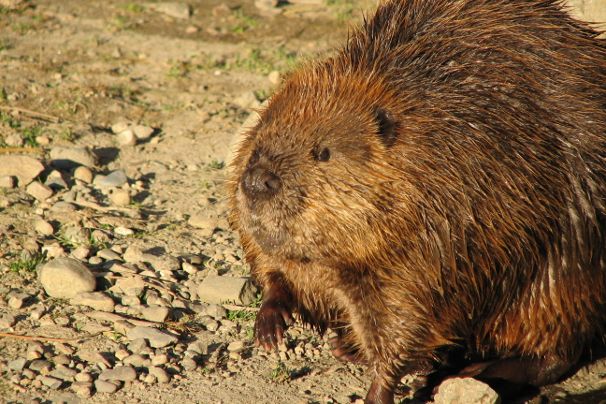 Bever