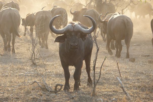 Buffel