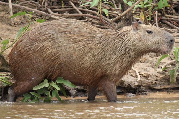 Capibara
