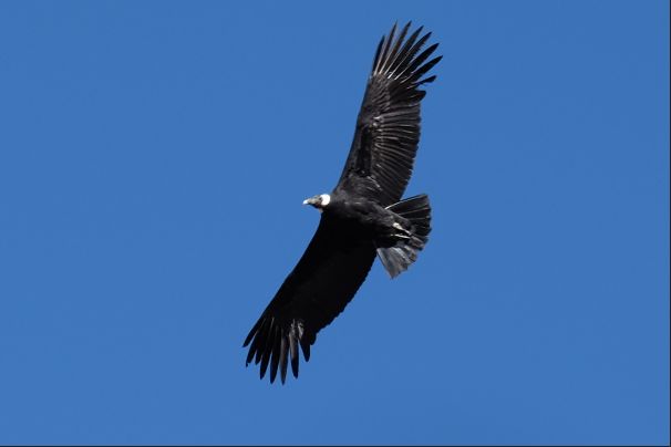 Condor