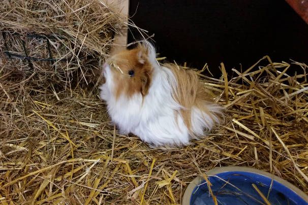 Cavia