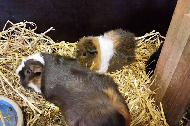 Cavia