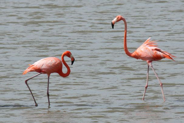 Flamingo