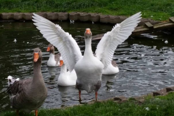 Gans