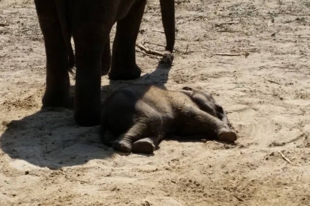 Olifant