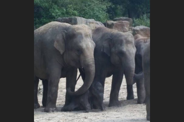Olifant