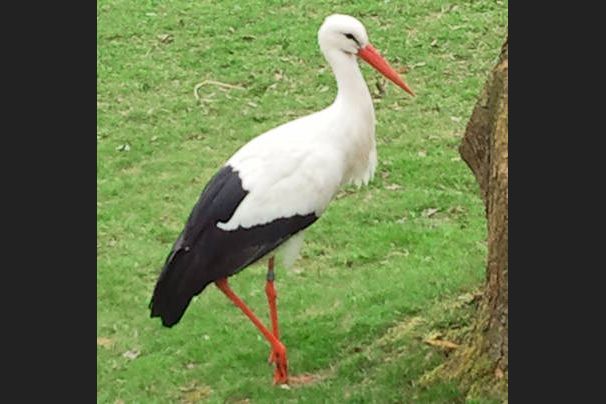 Ooievaar