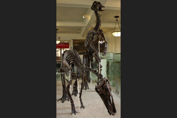 Dinosaurus