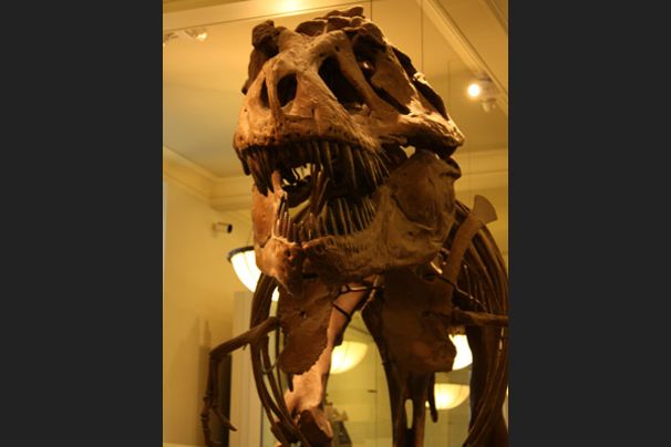 Dinosaurus