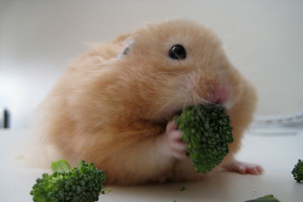 Hamster