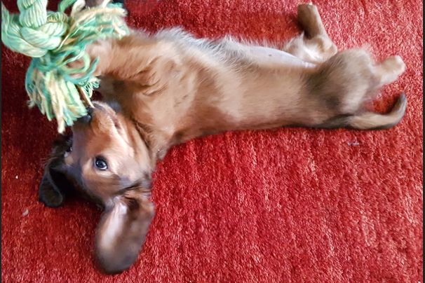 Hond