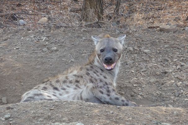 Hyena