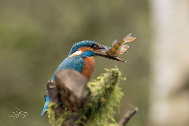 IJsvogel