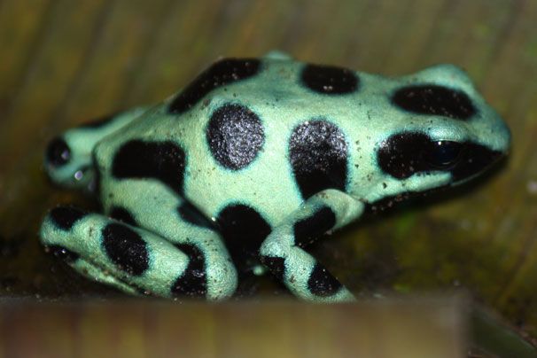 Kikker