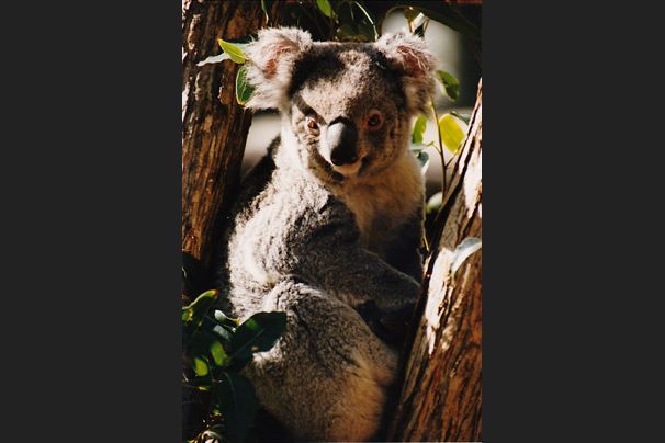 Koala