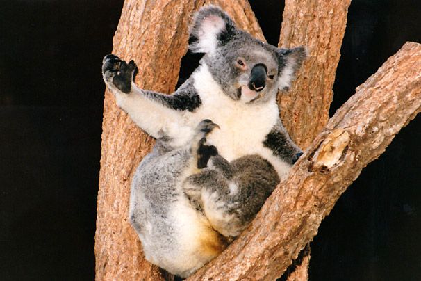 Koala