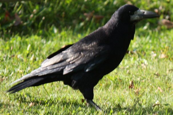 Kraai