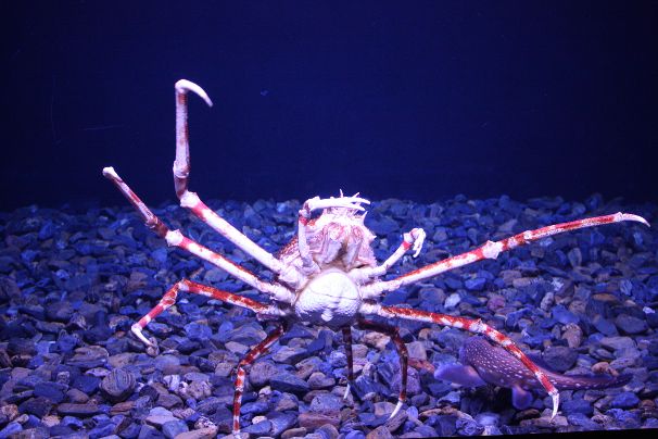 Krab