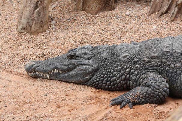Krokodil