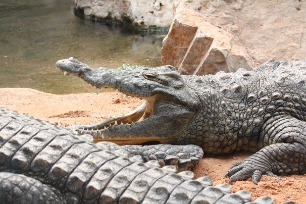 Krokodil