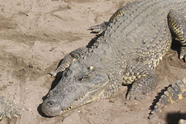 Krokodil