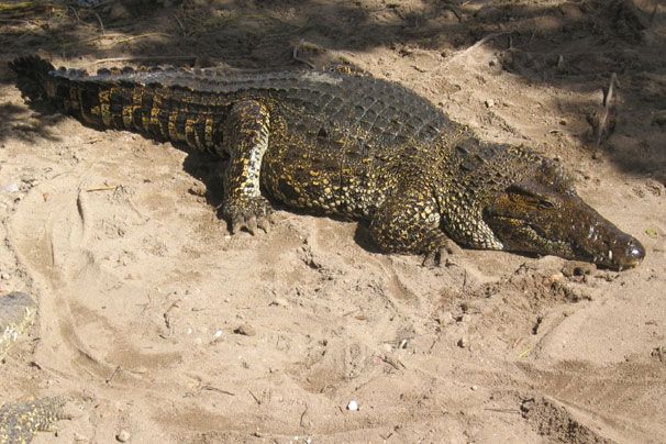 Krokodil