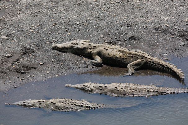 Krokodil