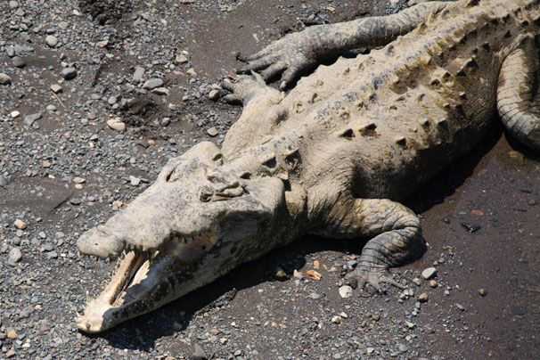 Krokodil