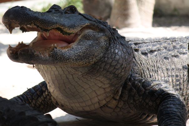Krokodil