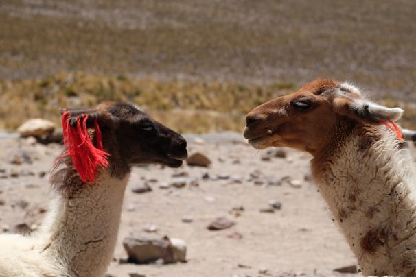 Lama
