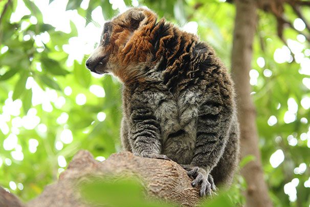 Lemur