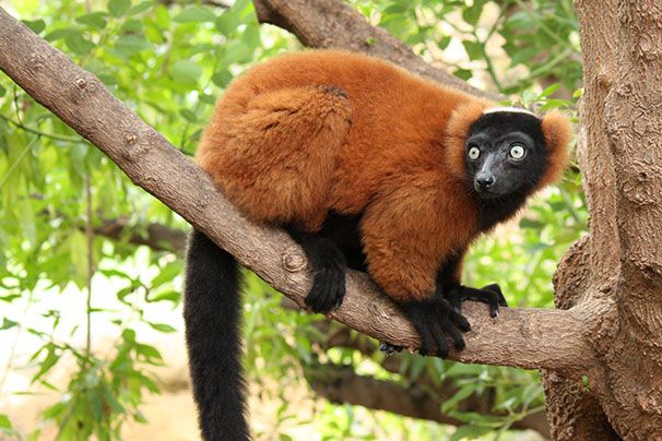 Lemur
