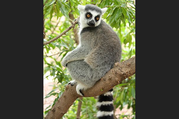 Lemur