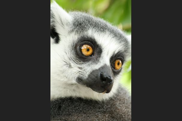 Lemur
