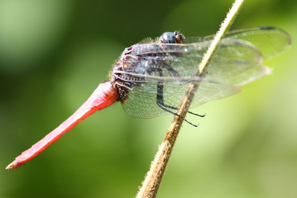 Libelle