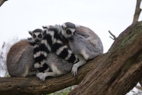 Lemur