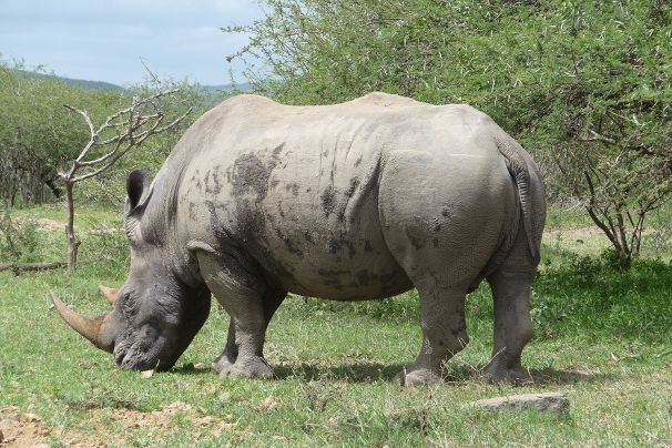 Neushoorn