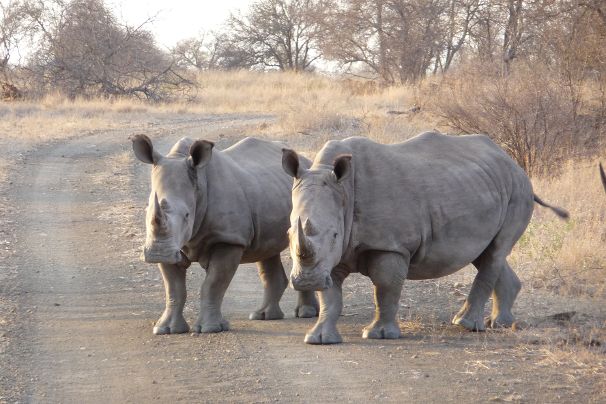 Neushoorn