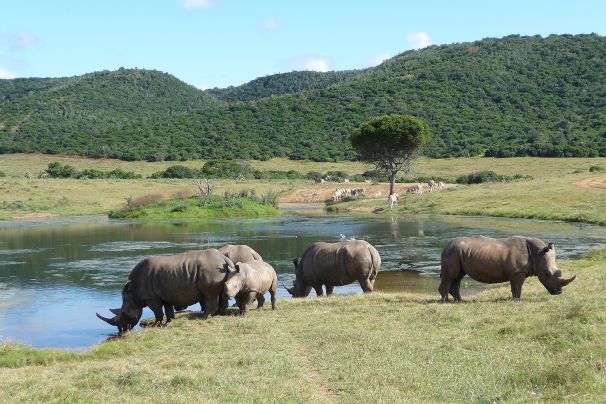 Neushoorn