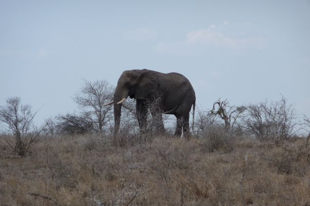 Olifant
