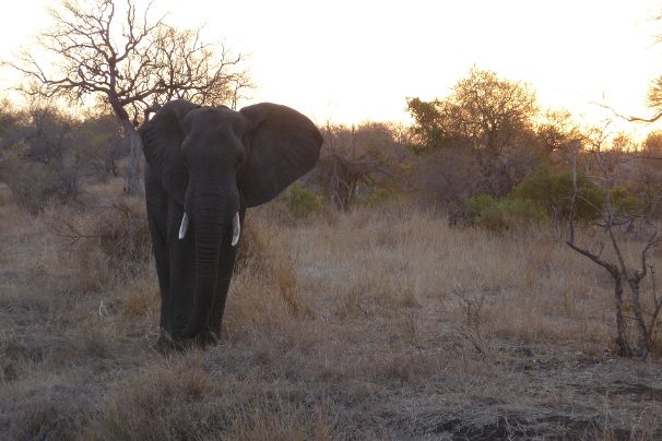 Olifant