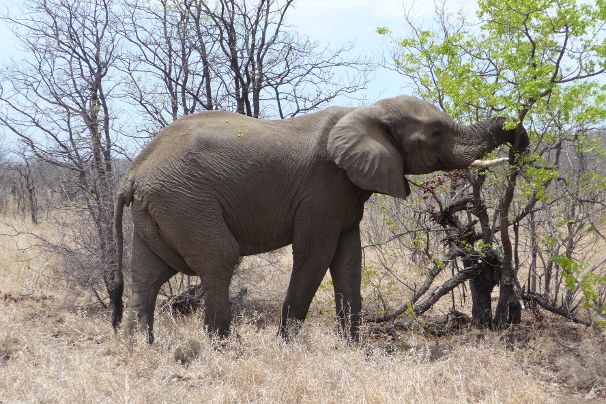 Olifant