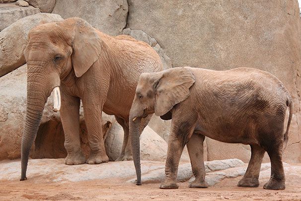 Olifant