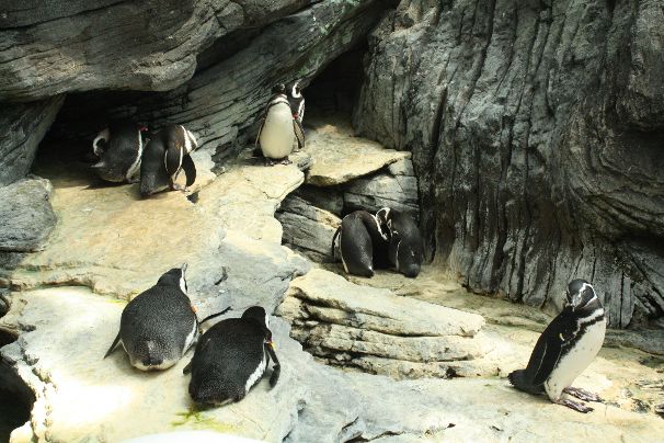 Pinguïn